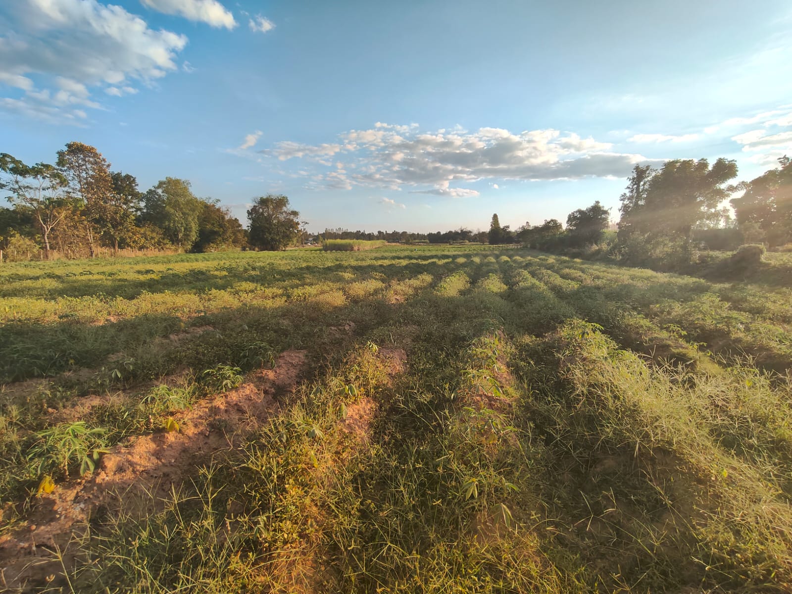 Beautiful Isaan countryside with fields