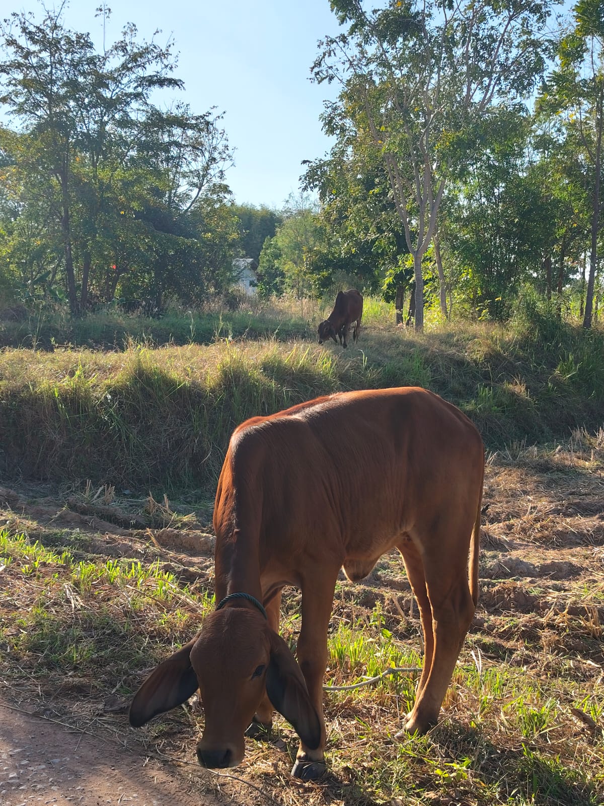 Local cows grazing in the countryside