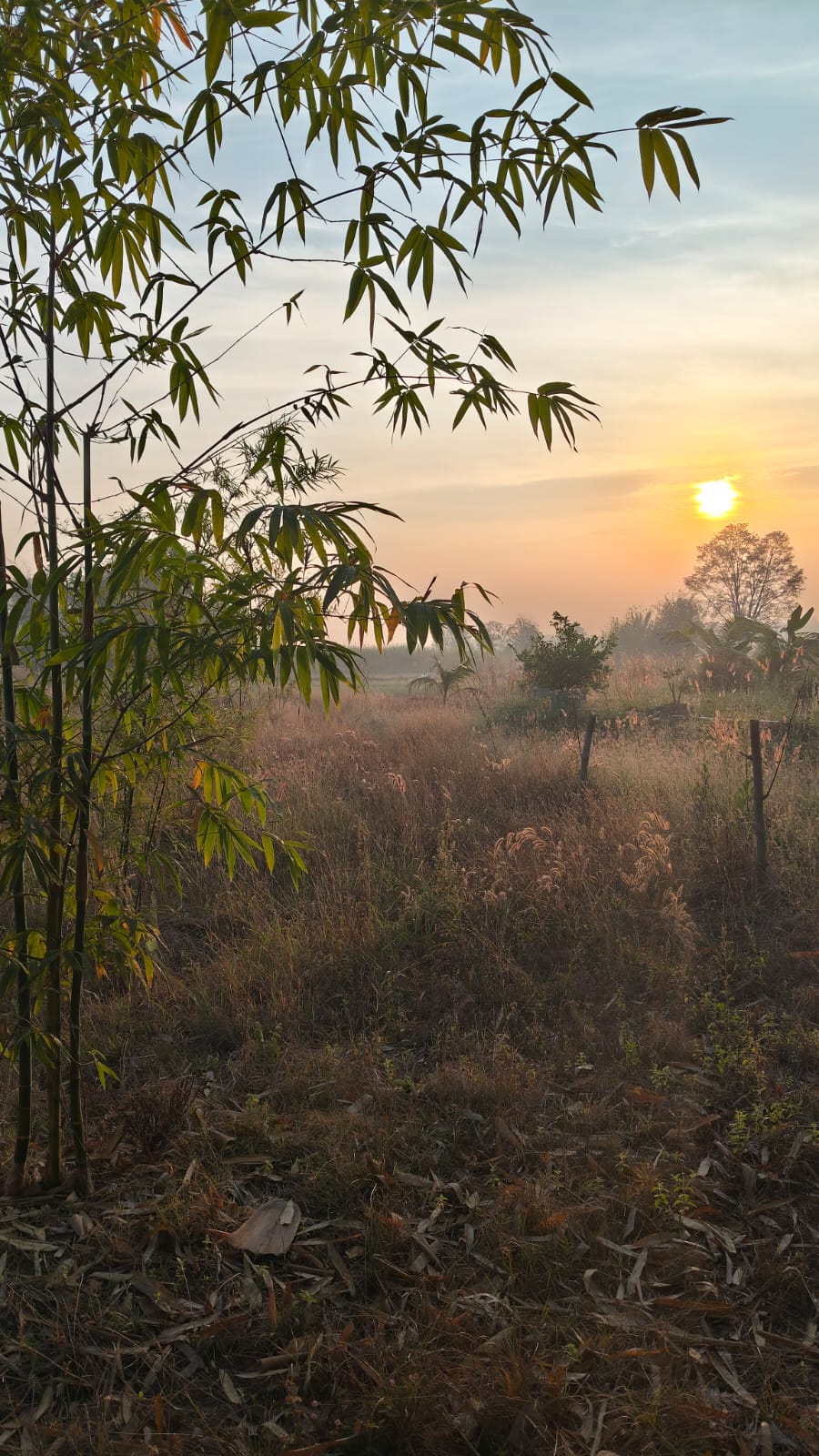 Bamboo grove at sunrise