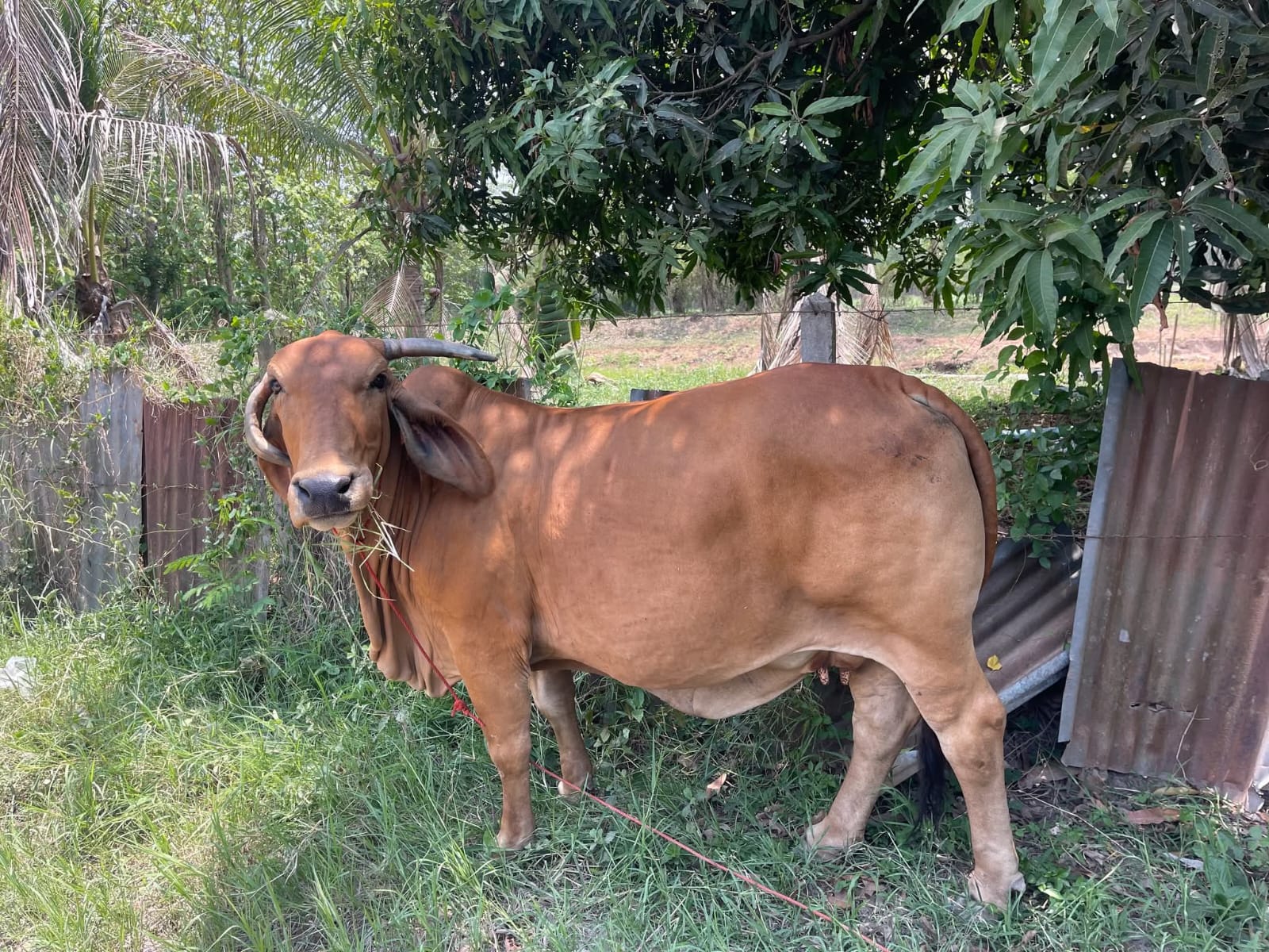 Farm cow in the countryside