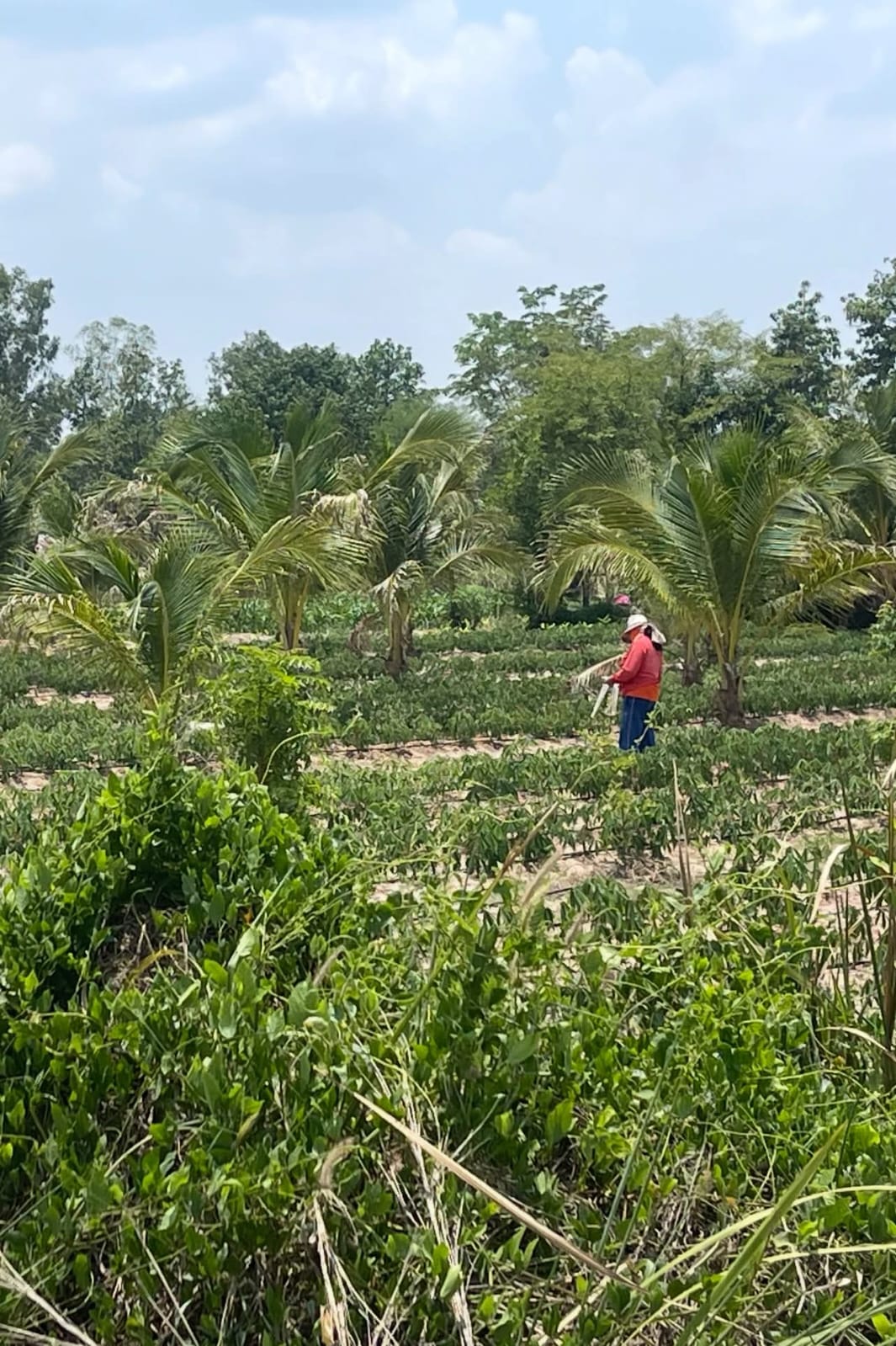 Working in the palm plantation