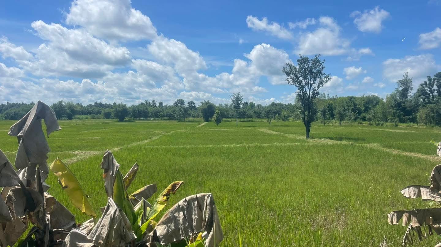Panoramic view of green rice paddies