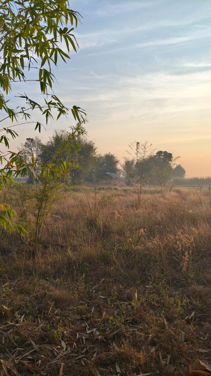 Rural morning landscape